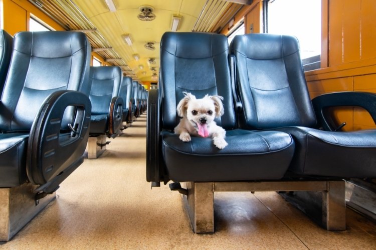 dogs travel by train in india