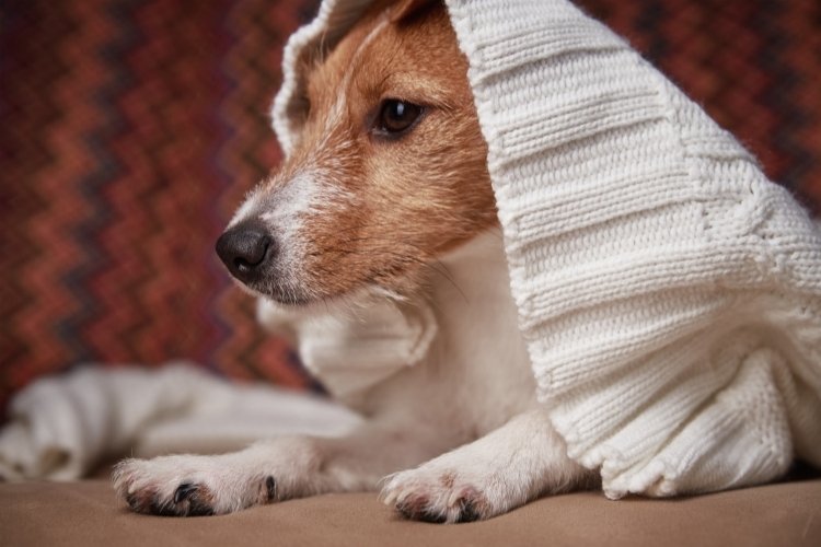 how to keep senior pets warm in winter