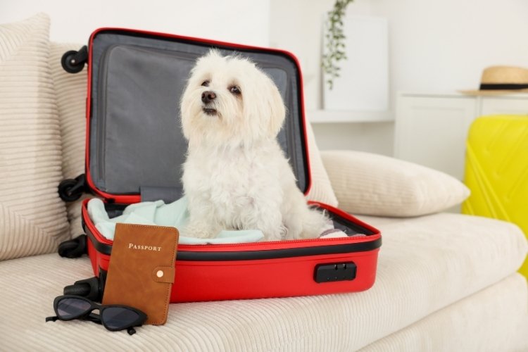 international pet relocation from india