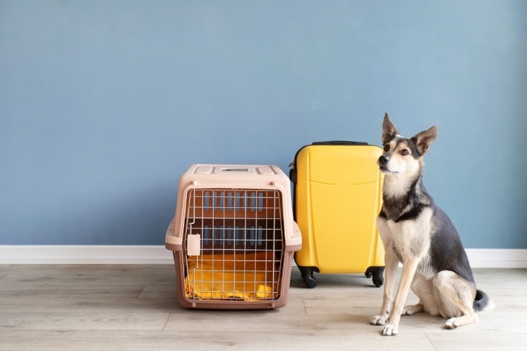 pet relocation in india