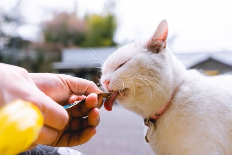 what to feed stray cats