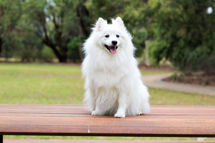 Indian Spitz Guide