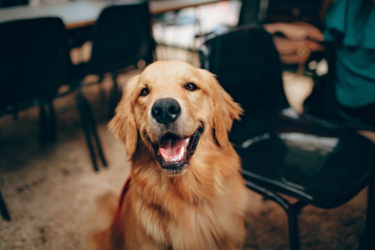 Longest Living Dog Breeds