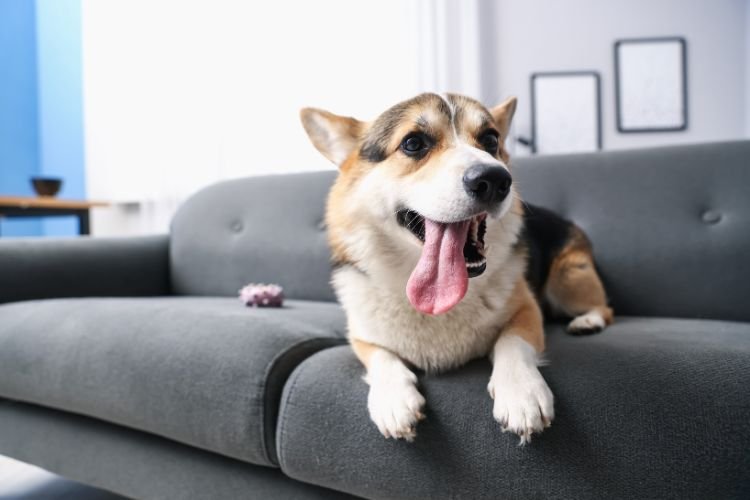 apartment dog breeds bangalore