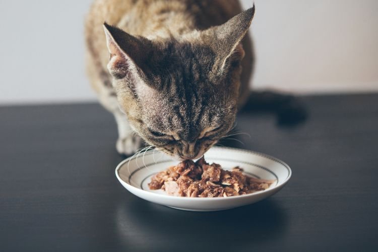 best cat food