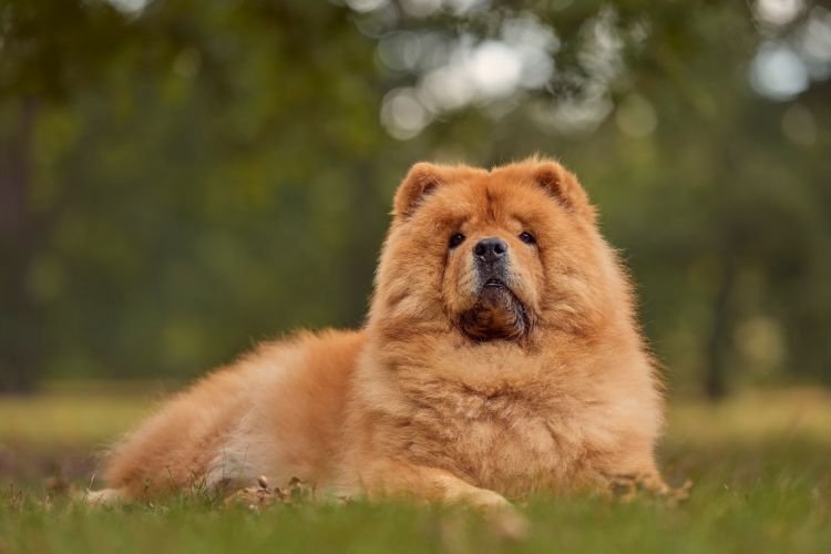 chow chow care india