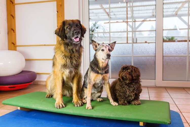 pet boarding