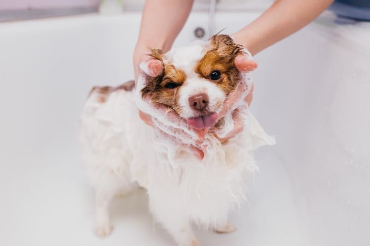 pet grooming