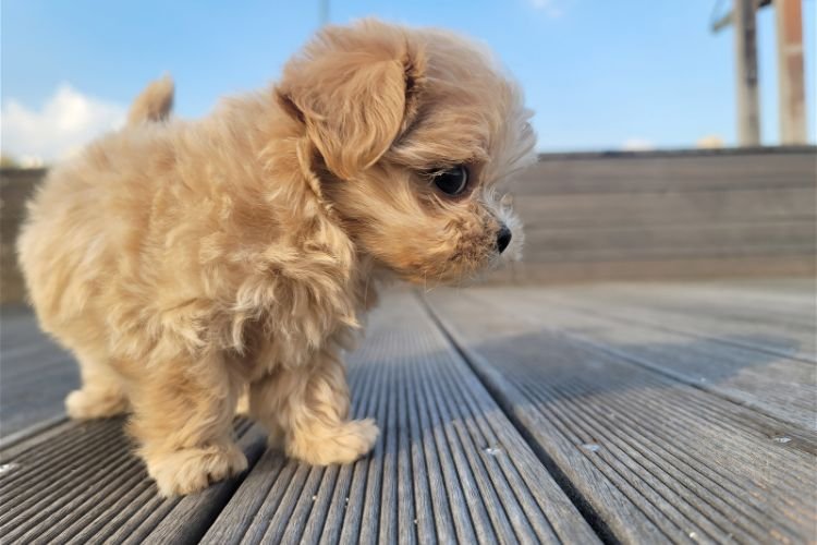 small dog breed