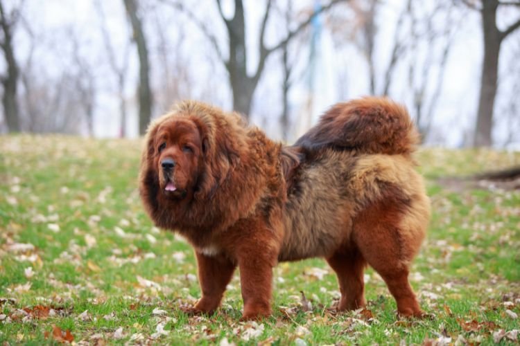 tibetan mastiff care india