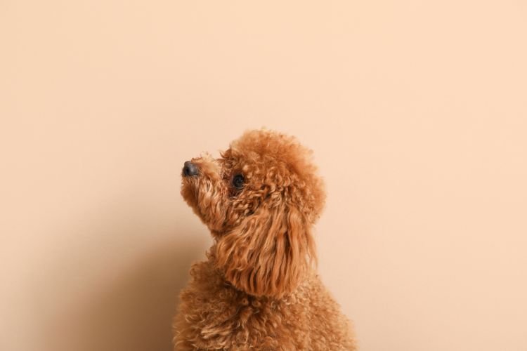 toy poodle care