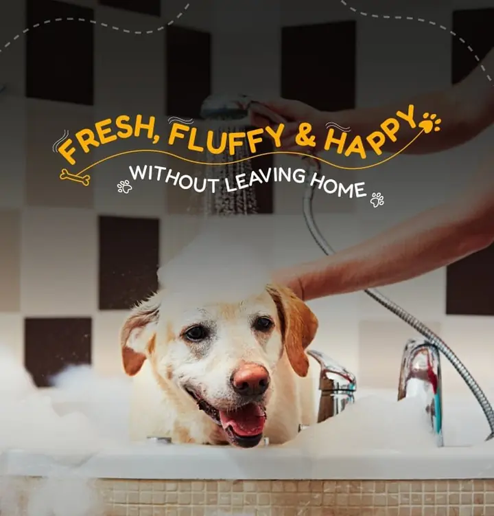 Pet grooming at home in Bangalore