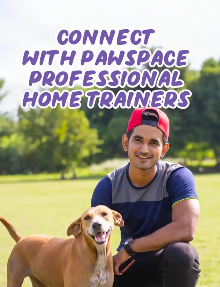 Dog training at home in Bangalore