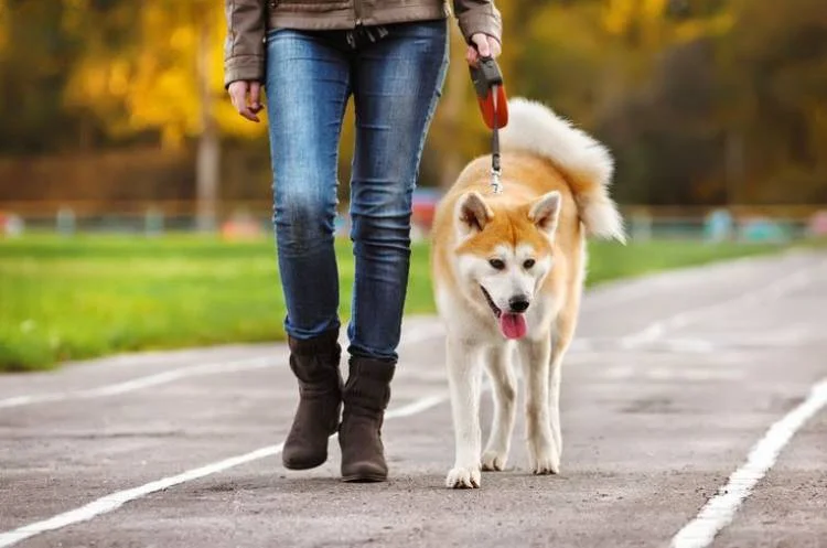 Dog Walking Guide