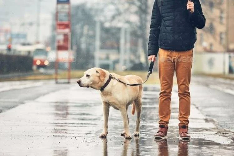 Dog Walking in the Rain