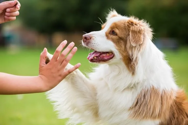 dog walking tips for dog walkers