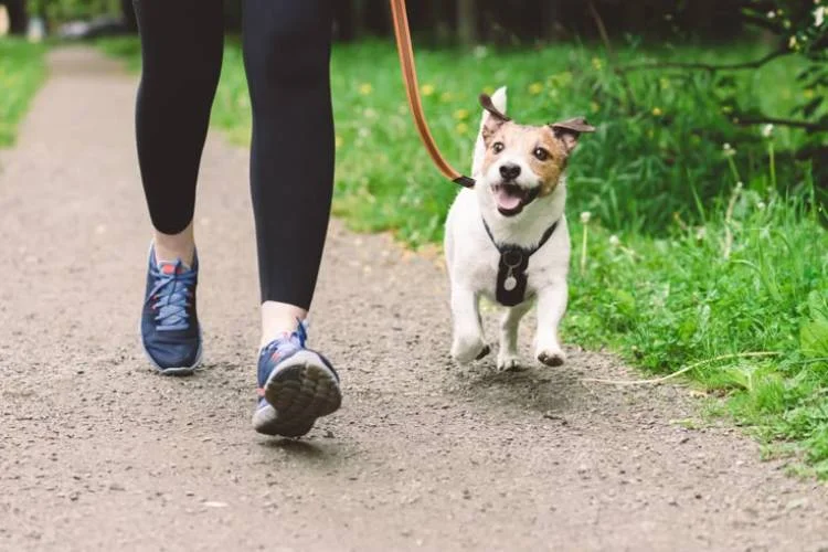 how to walk a dog
