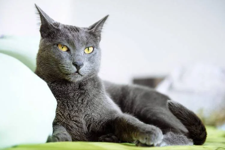 Cat Breeds with Longest Lifespan
