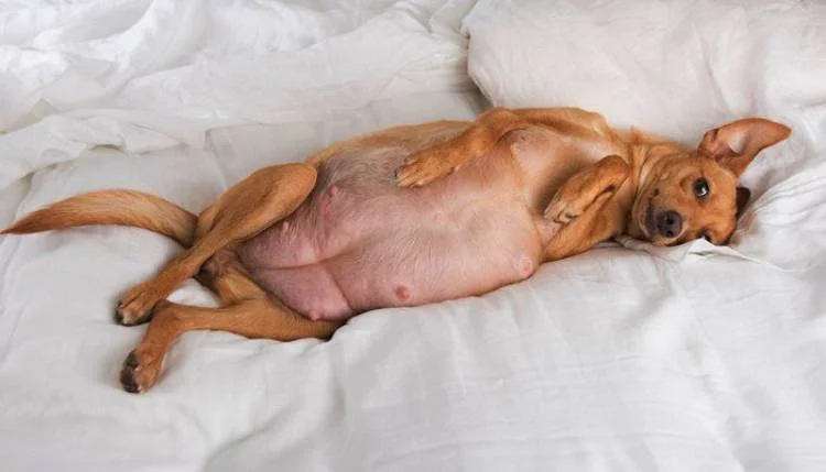 Dog pregnancy