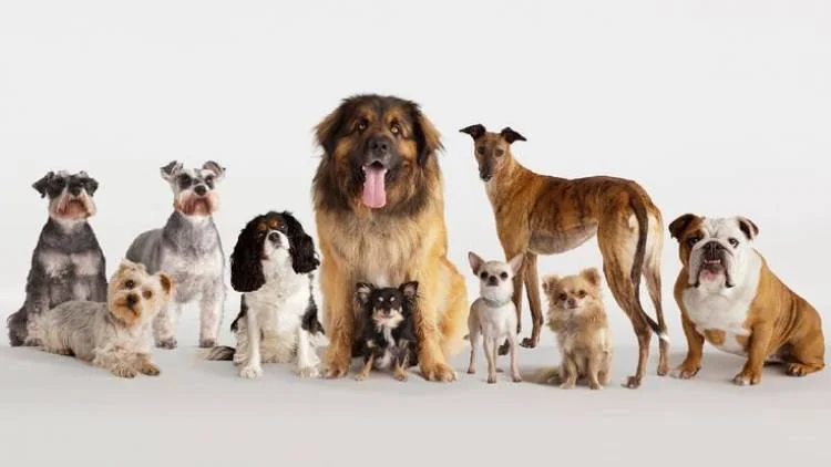 Longest Living Dog Breeds