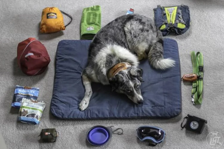 New Dog Essentials