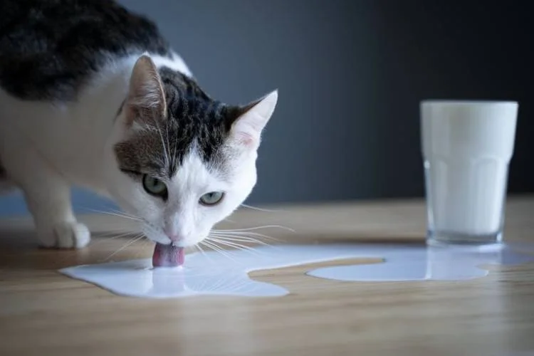 Cats and milk