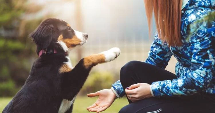 Dog Behavior