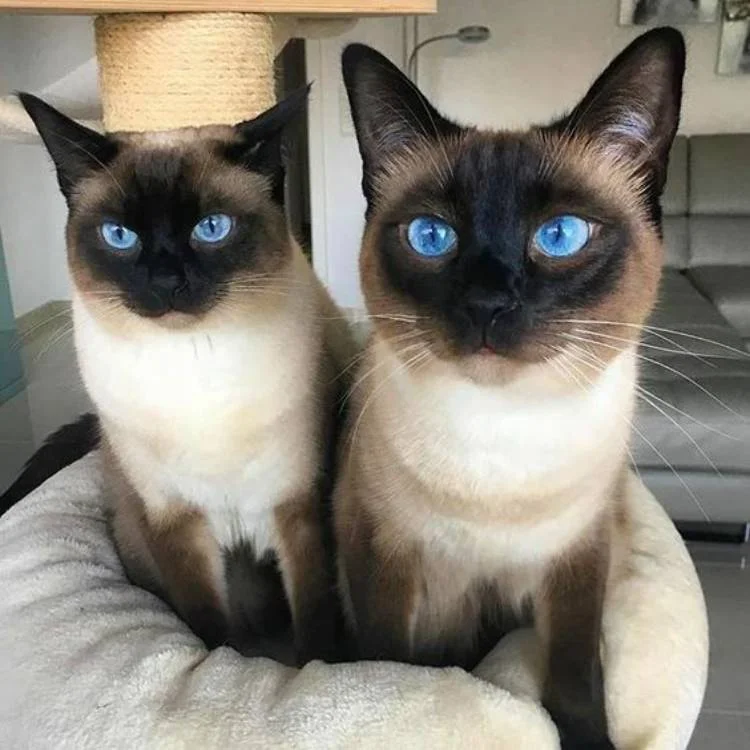 Siamese cats