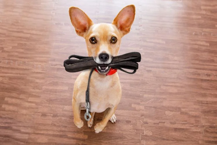 Top Dog Walking Destinations in Bengaluru