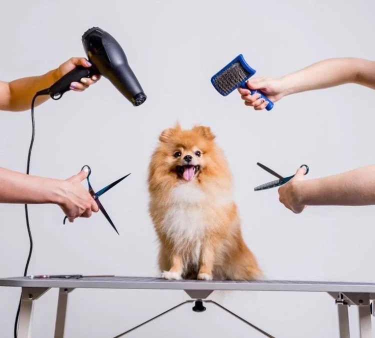 Aggressive Dog Grooming