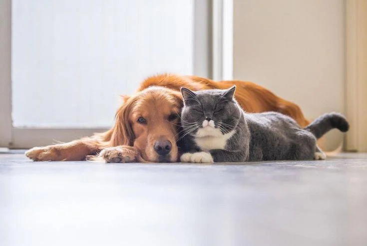 Best Pet Sitter