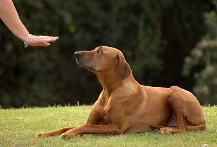 Dog Sitting Tips