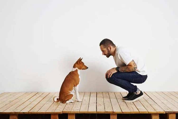 Dog Socialization