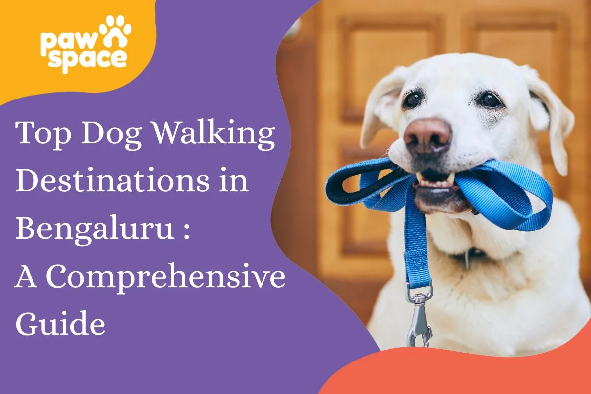 Dog Walking Destinations in Bengaluru