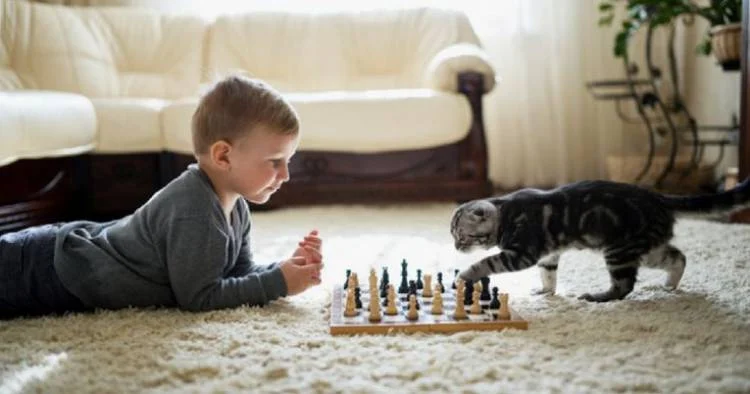Games to play with Cats