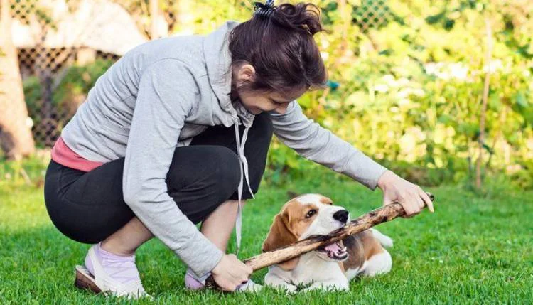 Pet Sitting Tips