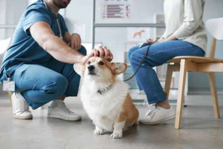 pet insurance