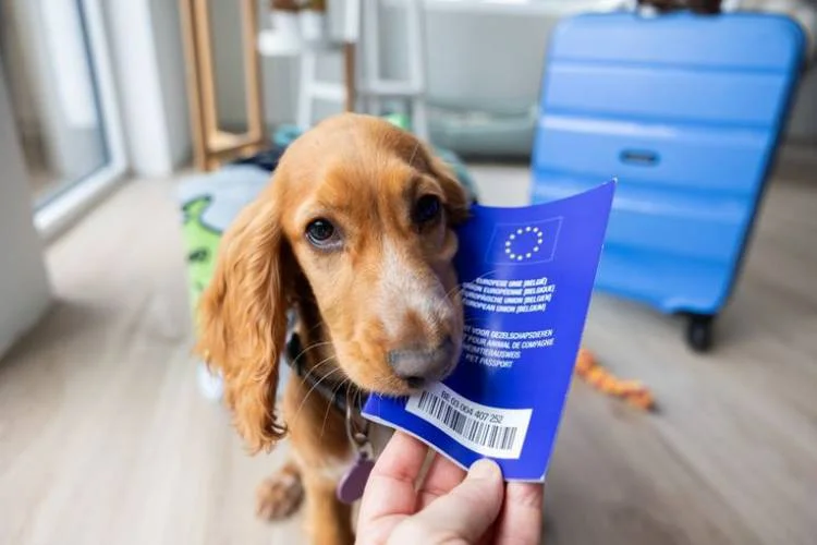 India pet passport