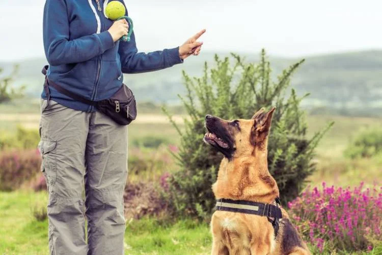 Training an Adult Dog