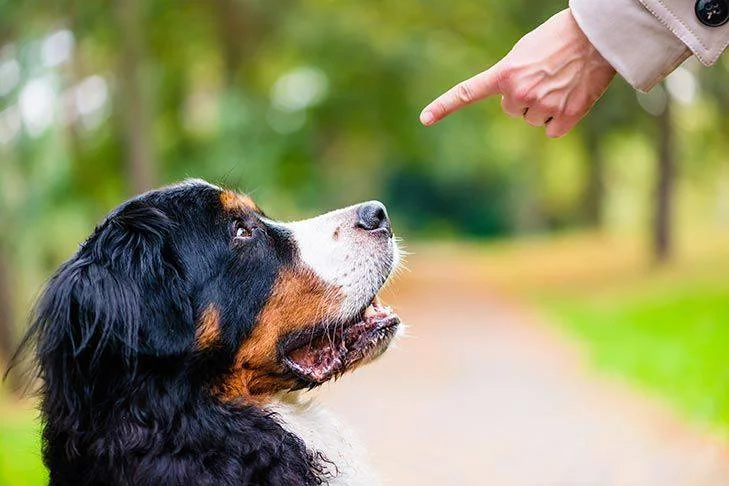 Dog Training Mistakes