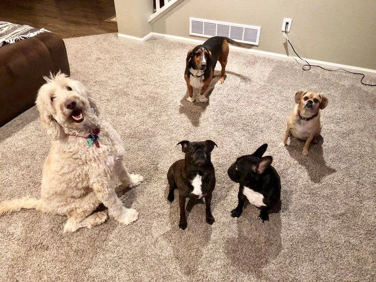 Pet Boarding Tips