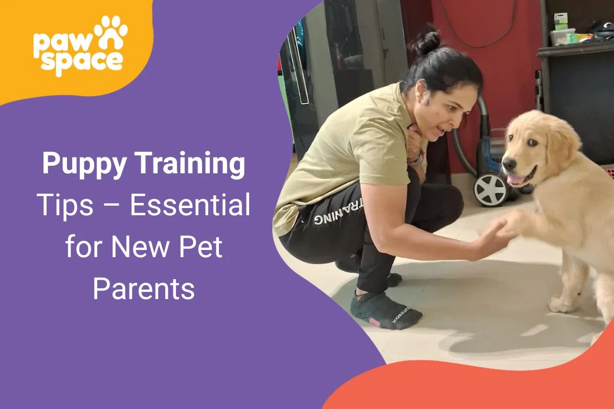 Puppy Training Tips