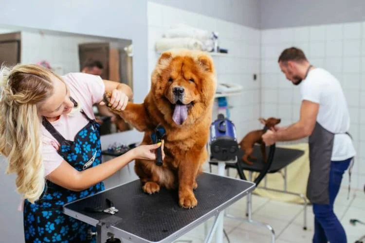 dog daycare