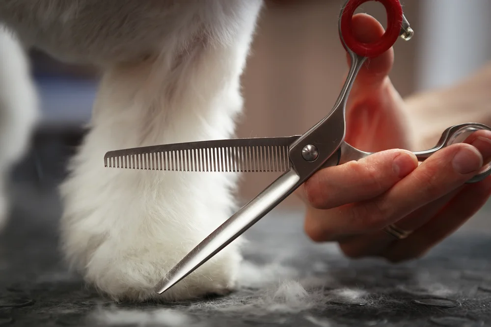 dog grooming scissors