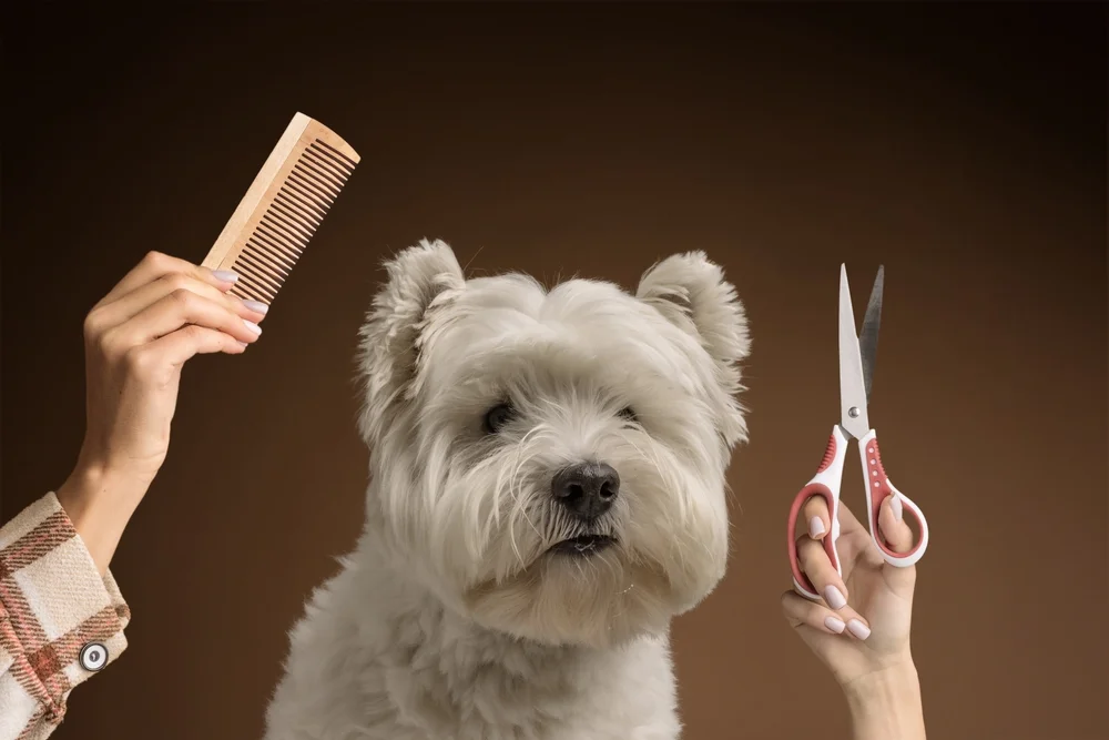 how to prepare your dog for grooming