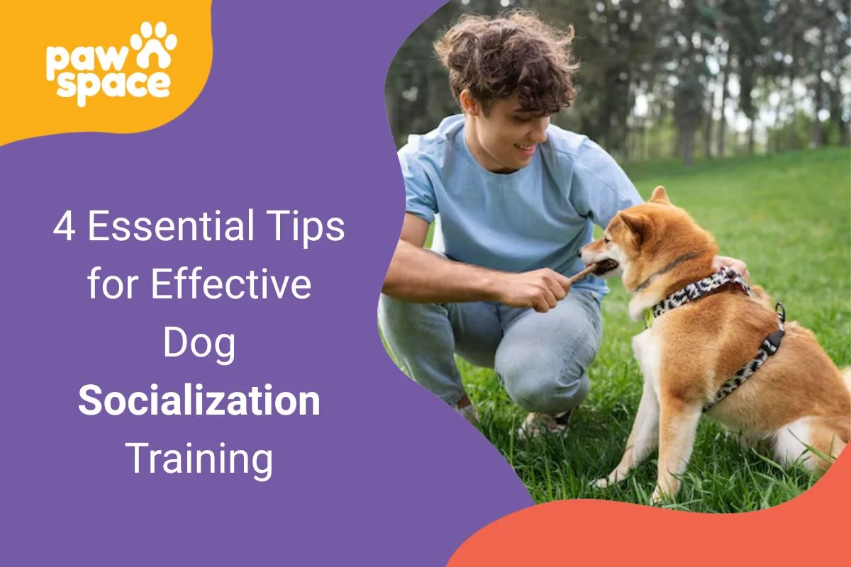dog socialization training