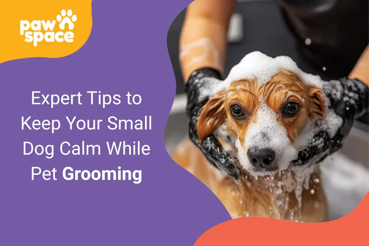 Keep Your Small Dog Calm While Pet Grooming