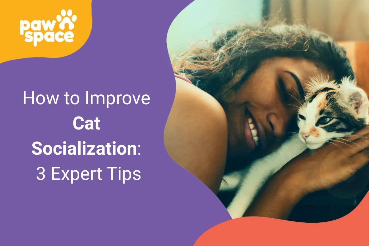 How to Improve Cat Socialization