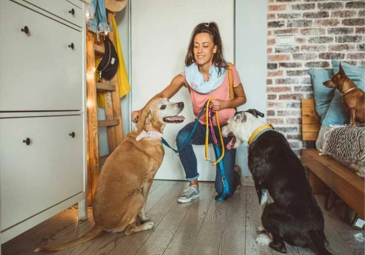 Pet Sitting jobs