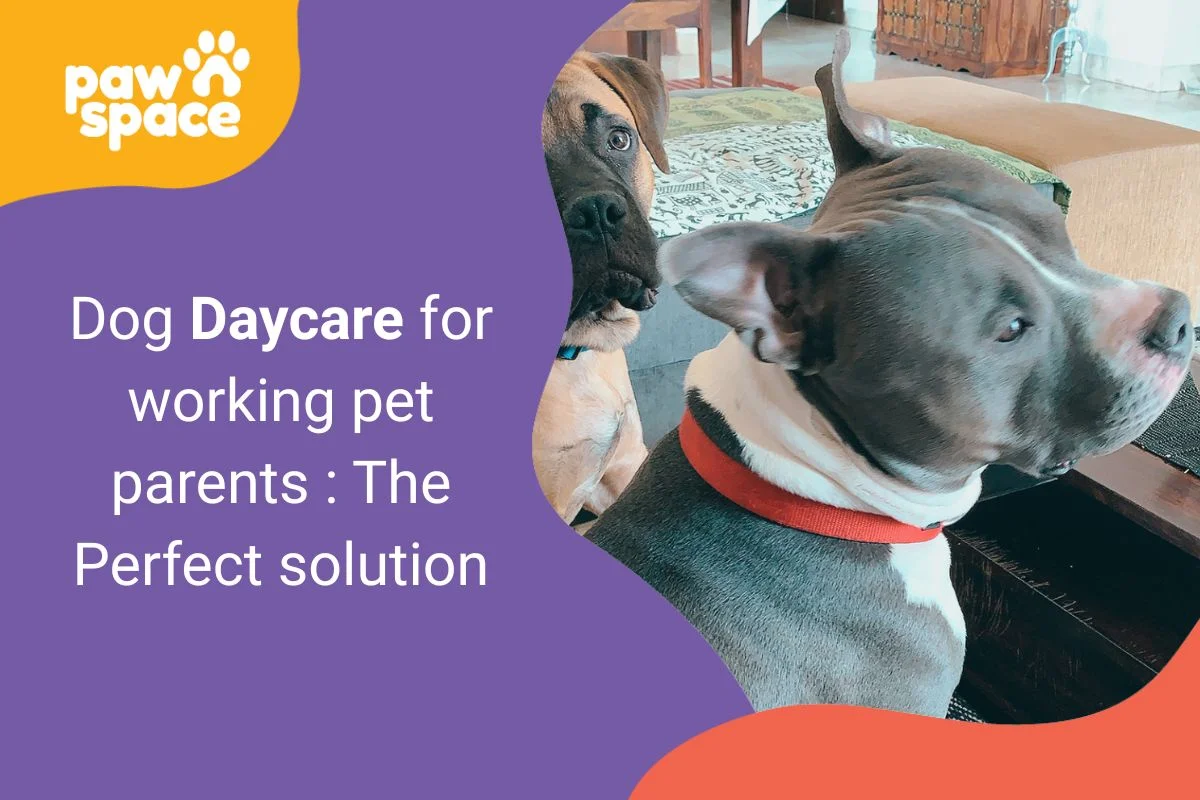 Dog daycare for working pet parents